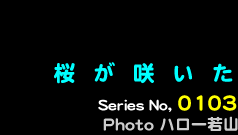 シリーズ番号103番　桜が咲いた