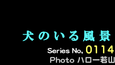 シリーズ番号114　犬のいる風景