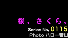 シリーズ番号00　桜、さくら、