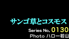 シリーズ番号130番　サンゴ草とコスモス