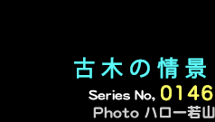 シリーズ番号146番　古木の情景