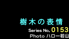シリーズ番号153番　樹木の表情