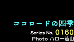 シリーズ番号160番　ココロードの四季