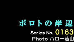 シリーズ番号163番　ポロトの岸辺
